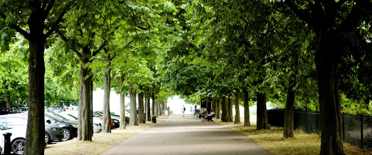 Street trees