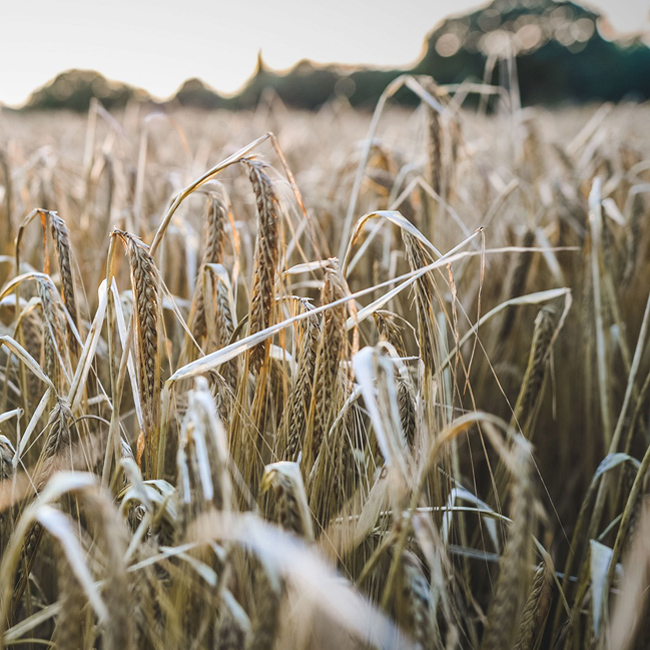 Helping London's Green Belt farms to prosper London City Hall