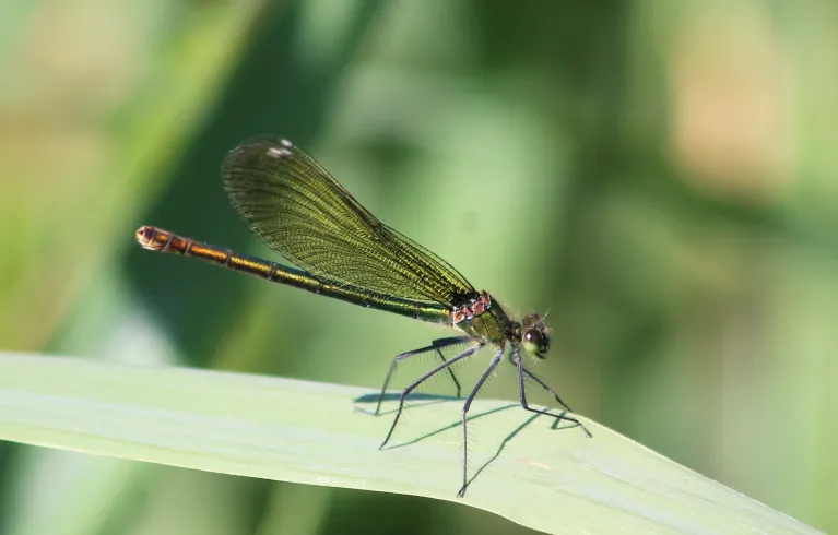 Banded demoiselle at Woodberry Wetlands