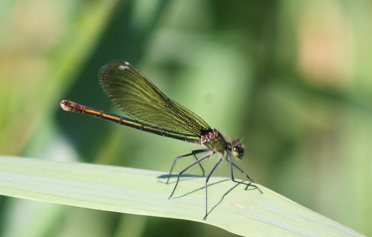 Banded demoiselle at Woodberry Wetlands 