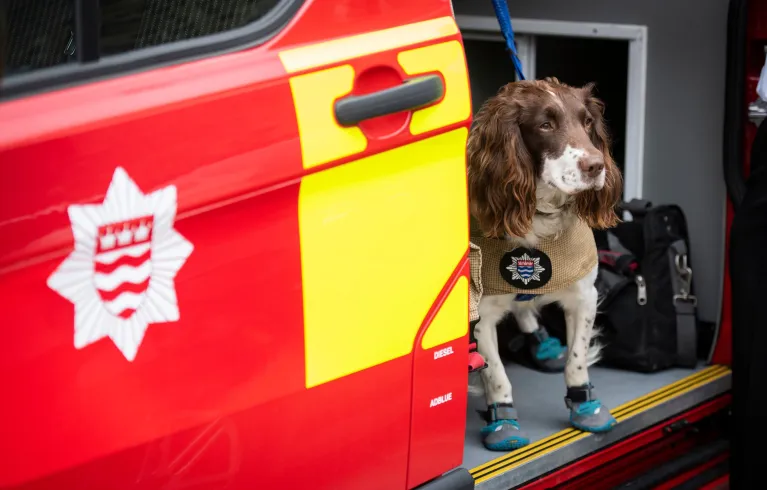 LFB dog