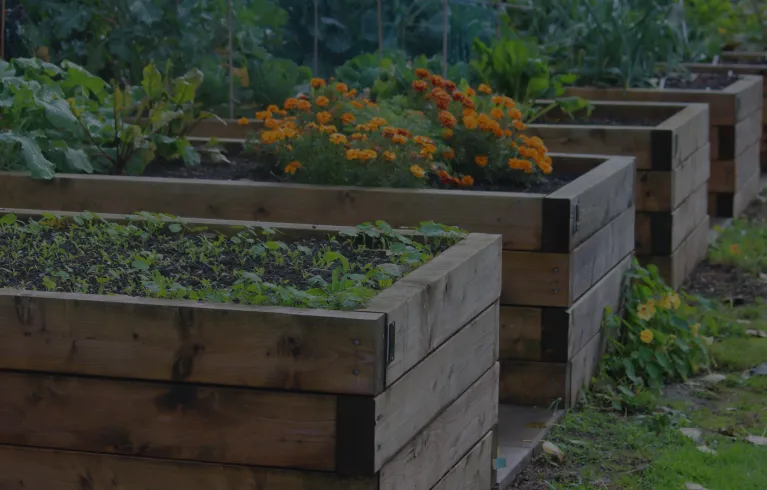 4 allotment boxes