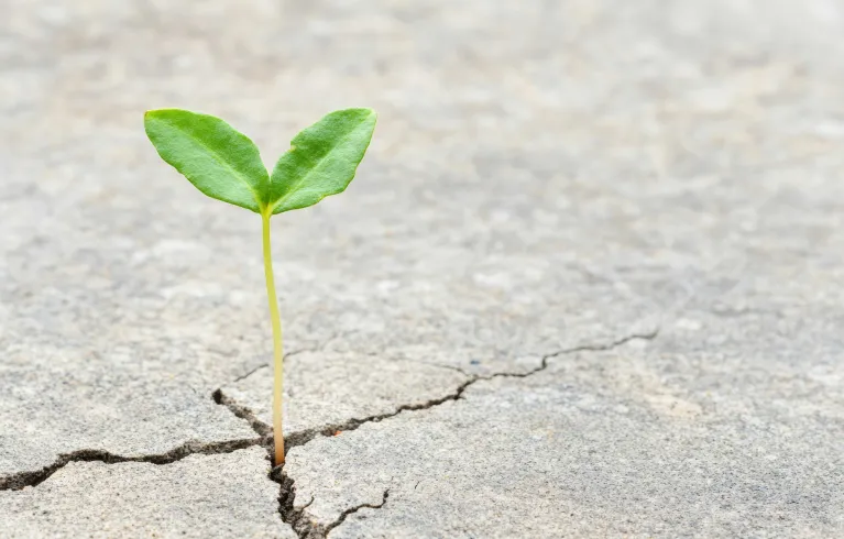 A plant growing in harsh conditions