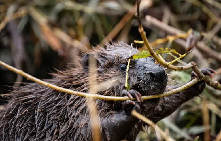 Beaver in the wild