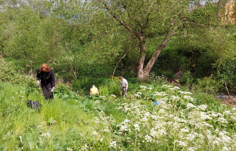 people digging and gardening on overgrown land