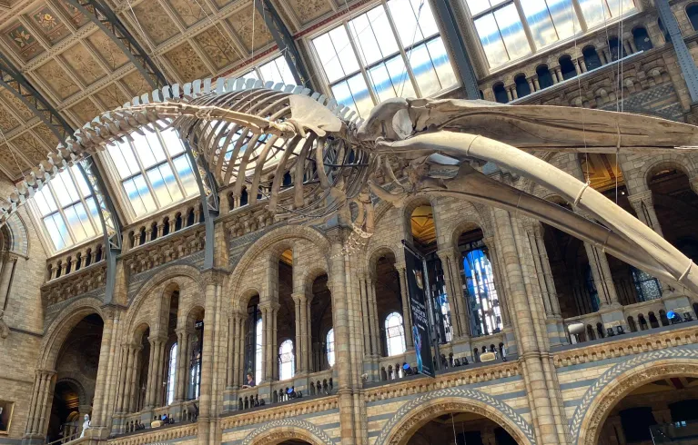Natural history museum hall with skeleton