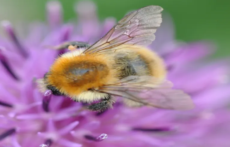 Bee2x1