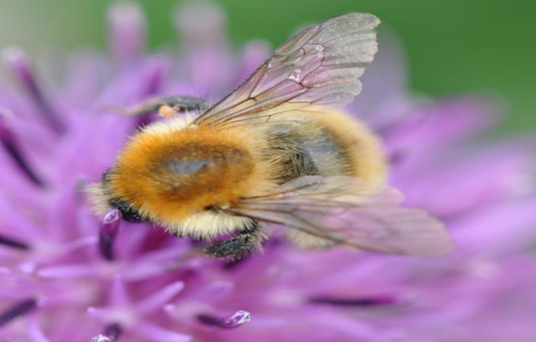 Bee2x1