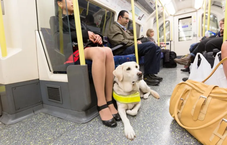 Guide dog on the tube