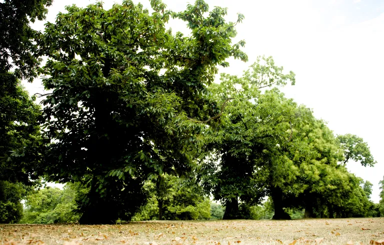London trees