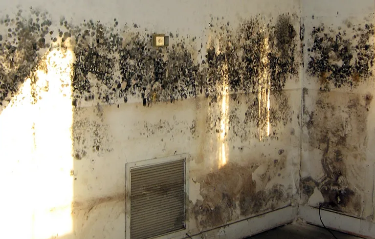 Mouldy homes
