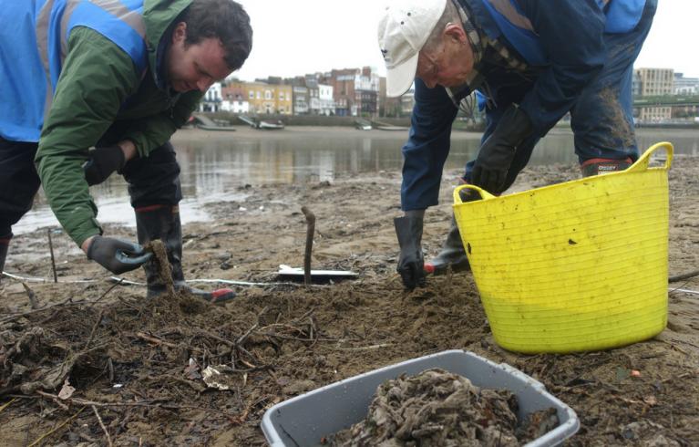 Wet Wipe foreshore clean up