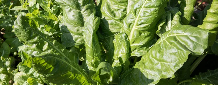 leaves