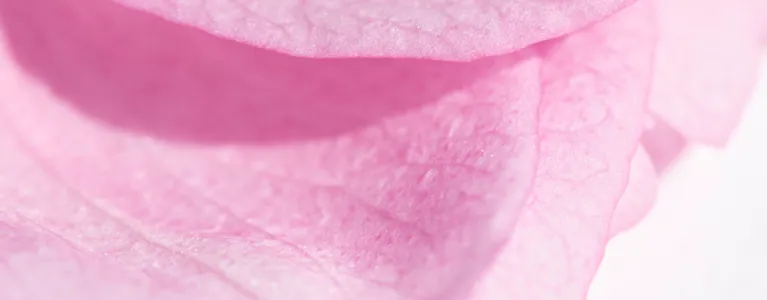 Close up of pink petals