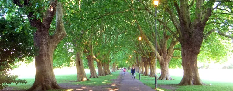 Diamond Jubilee Trees