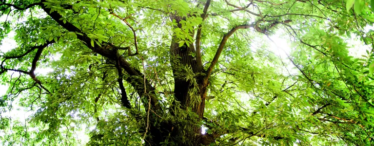Trees and woodlands