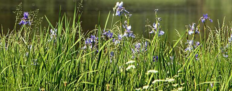 London environment consultation