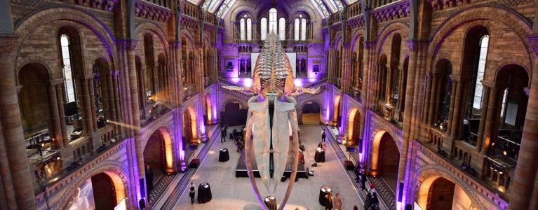 Natural History Museum Whale Skeleton