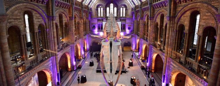 Natural History Museum Whale Skeleton 