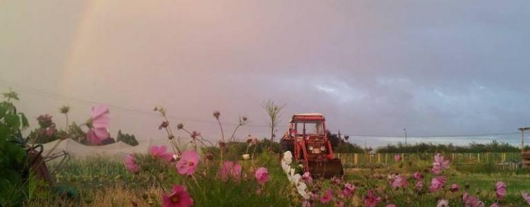 Tractor at Sutton Community Farm