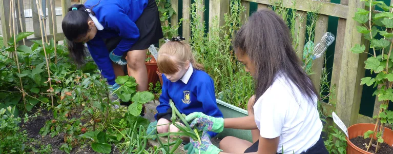 Food growing in schools 