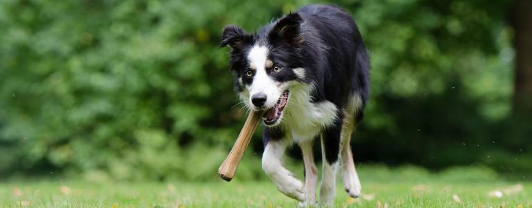 Time to review the Dangerous Dogs Act