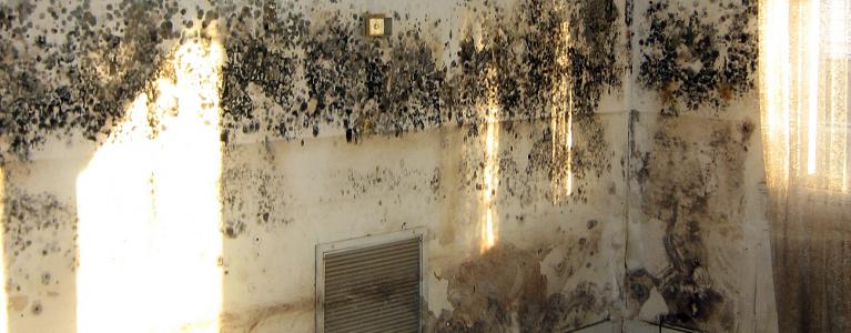 Mouldy homes