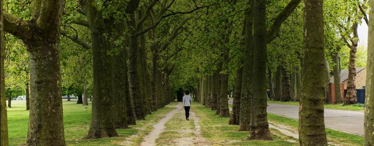 Tree avenue