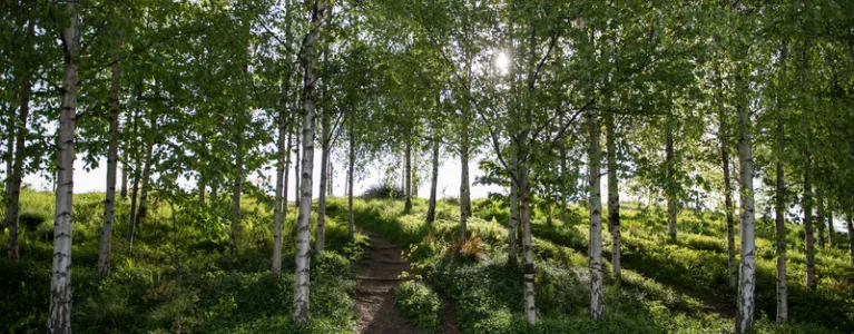 Trees