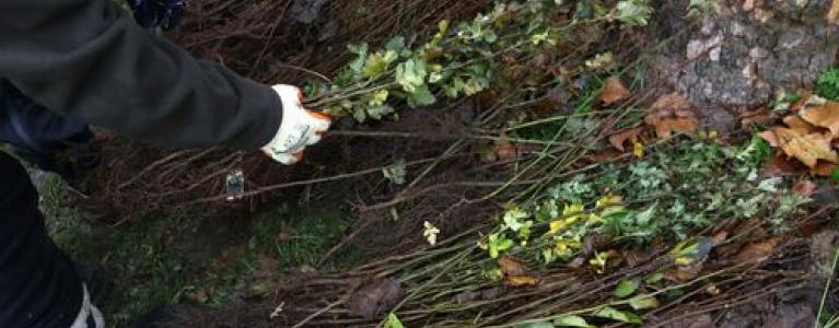 National Tree Week 2020