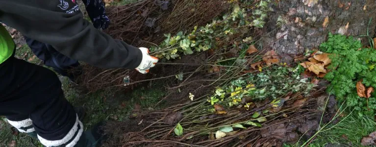 National Tree Week 2020