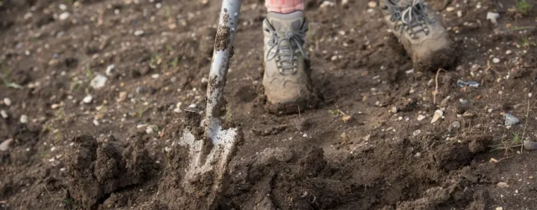 More about tree planting