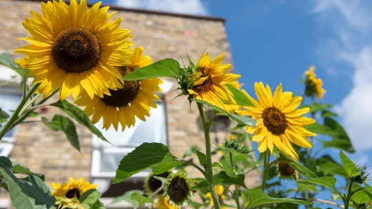 Yellow sunflowers in front of a brick building with blue sky in the background