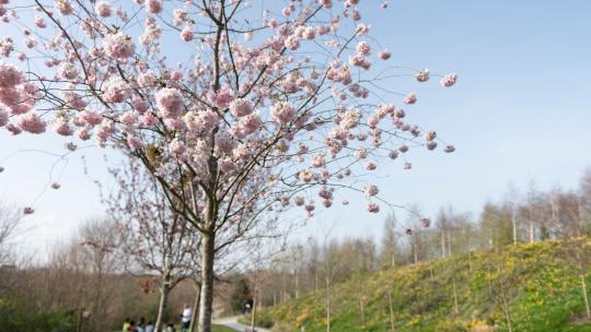 A pink blossom tree