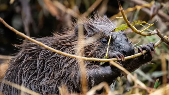 Image of a beaver