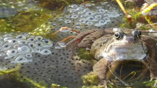close-up of a frog in a pond