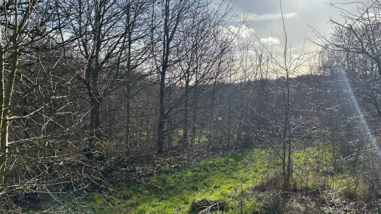 Sunlit wooded area in the winter, with young oak trees growing over grass, on the edge of a more mature forest.
