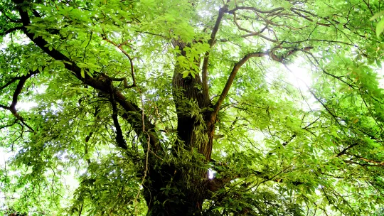 Trees and woodlands