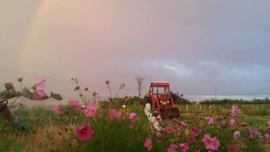 Tractor at Sutton Community Farm