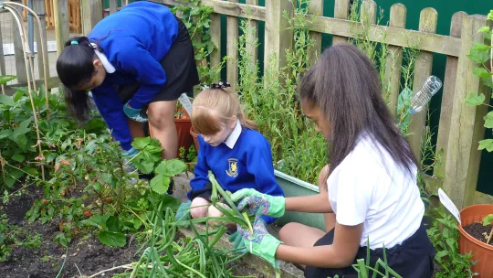 Food growing in schools 
