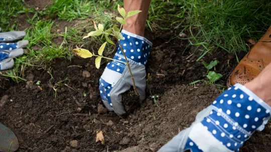Grow Back Greener