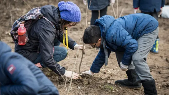 tree planting in enfield