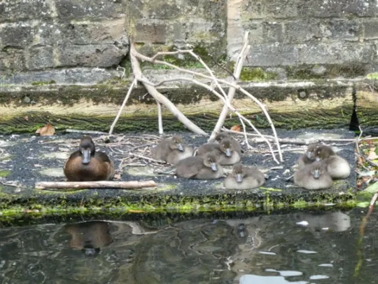 Nesting water birds at the Wapping Canal
