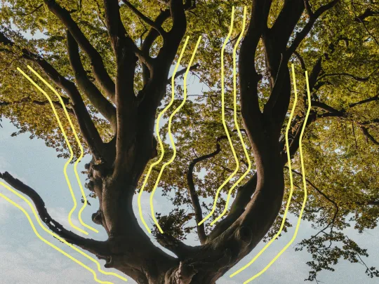 Tree trunk, branches and leaves