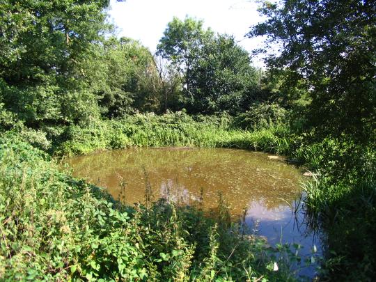 Pond in a forest clearing