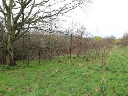 Larger tree surrounded by young trees growing at the edge of a field