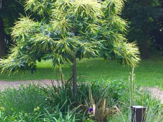 Beckenham Green - Community of Commons