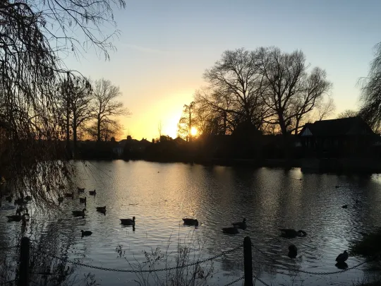 Broomfields pond