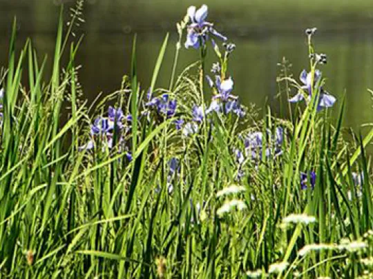 London environment consultation