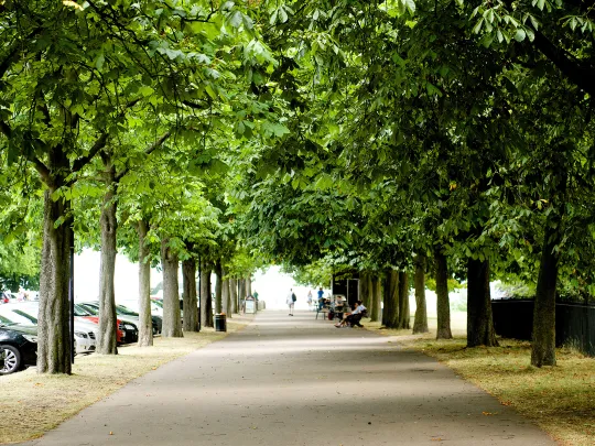 Street trees